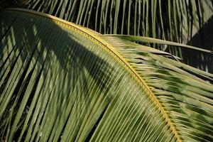 Pattern of green coconut leaves photo