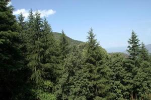 una espesa capa de árboles en el frente bloquea la montaña detrás foto