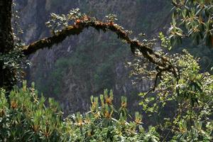 Tree and foliage in forest provide attractive framing photo