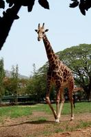 jirafa de cuello largo caminando erguida y majestuosamente