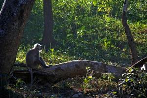 mono en estado de ánimo pensativo sentado en un árbol caído foto