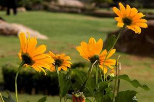 grupo de cuatro flores cosmos foto