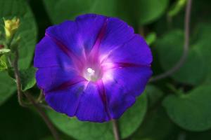 Flower with violet petals, pink centre and white stigma isolated by green leaves photo
