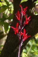 Bunch of Red Canna indica Flowers