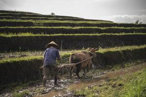 Indonesian farmer plowing rice fields using traditional ploughh