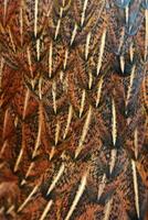 bird or chicken feather background photo