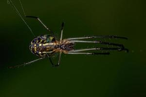 Small Orchard Spider photo