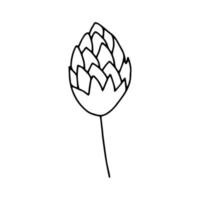 Hop cone hand-drawn line drawing.Outline illustration.Doodles. For decoration, for bouquets, for beer.Vector vector