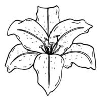 Doodle Lily. Elements of Lily leaves and buds. Hand drawn line drawing. Flowers isolated on a white background. For making a bouquet, for wedding invitations. Summer flowers. Vector