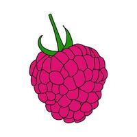 Single raspberry berry in color.Illustration in the Doodle style . Close-up drawing.Sweet dessert, summer berries.Vector illustration vector