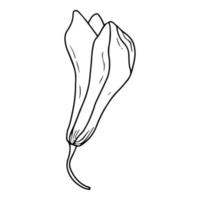 Doodle Lily. Elements of Lily leaves and buds. Hand drawn line drawing. Flowers isolated on a white background. For making a bouquet, for wedding invitations. Summer flowers. Vector