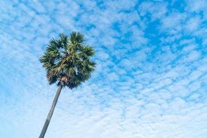 palm tree with beautiful blue sky