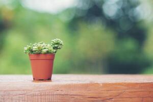 Cactus on wooden table,Natural Cactus Plants on blurred of garden background. photo