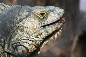 retrato de primer plano de las iguanas comunes foto