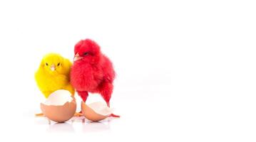 cute Little red chicken and yellow chicken with cracked egg, Chicken concept photo