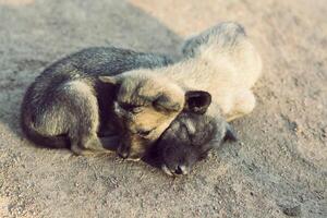 Two dogs sleeping together in the winter. photo