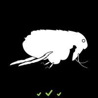 Flea it is white icon . vector