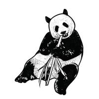 illustration of panda on white background vector