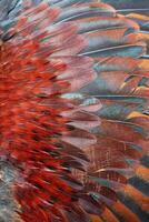 bird or chicken feather background photo