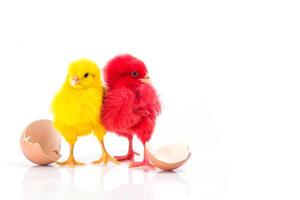 cute Little yellow chicken and red chicken with cracked egg, Chicken concept photo