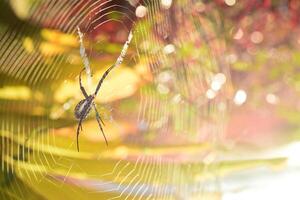 Black Spider on the Web at Sunrise photo