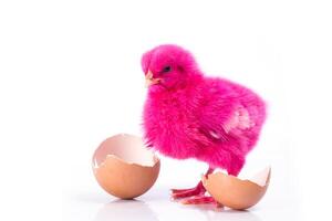 lindo pollito rosa con huevo roto, concepto de pollo foto
