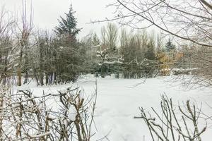 Snowy forest in a park with trees photo