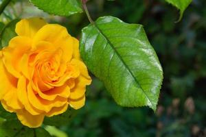 Yellow rose in the garden