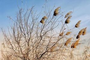 View of a leafless tree branches and dry reeds. photo