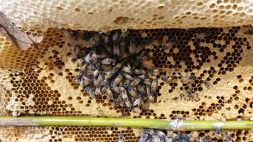 Bees on the honeycomb. Honeycomb with bee bread. video