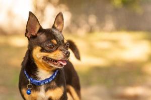 perro de raza pura chihuahua tricolor en la naturaleza en un collar azul. animal, mascota. foto