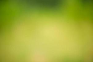 Defocus greenery forest. Blurred natural green background. photo