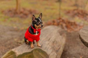 Dog in clothes. Chihuahua sits on a stump and looks away. photo