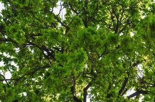 oak Quercus tree photo