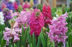 pink hyacinth flower photo