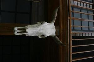 buffalo head skull as home decoration photo