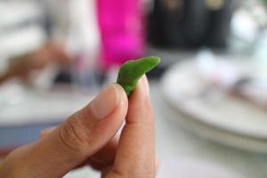 hand holding small green chili photo