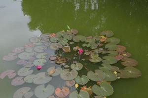 lotus tree on the edge of the swamp photo