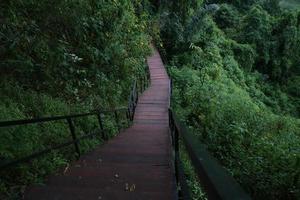 a long wooden path in the middle of the forest photo