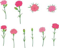 Carnations in various styles vector