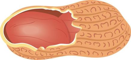 maní con parte de la cáscara pelada vector