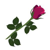 Beautiful pink rose with leafs vector