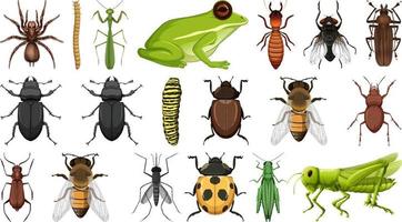 Colección de diferentes insectos aislado sobre fondo blanco. vector