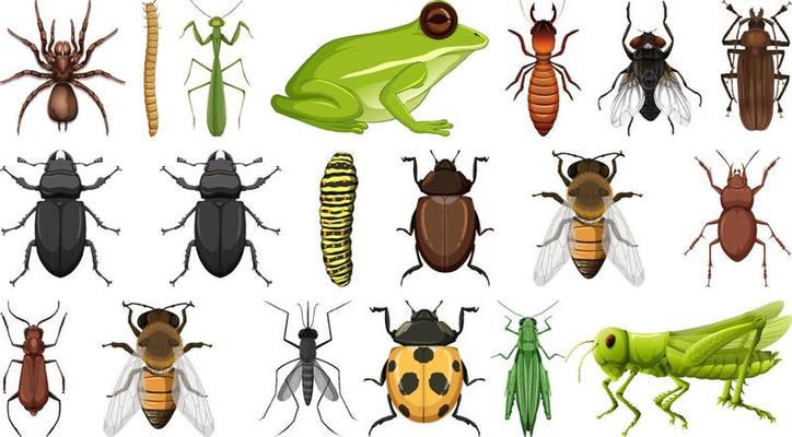 Different insects collection isolated on white background