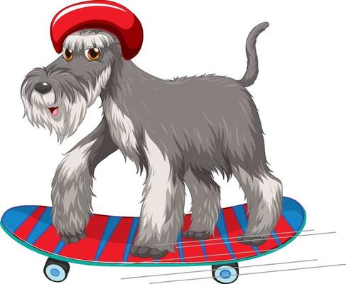 Miniature Schnauzer dog wears helmet standing on skateboard