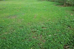 wide green grass in the middle of the park photo