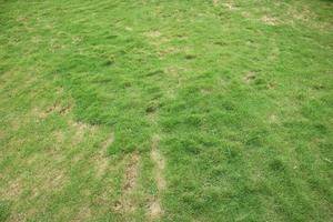 fresh green grass in a park photo