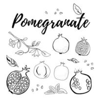 Hand drawn pomegranate fruit, berry with color shapes set vector illustration isolated on white background. Whole, parts, leaves and brunches sketch style collection. Fresh and tasty.