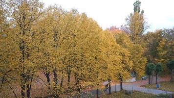 bovenaanzicht van herfstbomen in het park. prachtig herfst kleurrijk uitzicht op de natuur. rode en gele bladeren vallen en mensen fietsen op straat. prachtige natuur in Stockholm, Zweden video