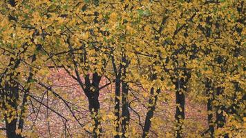 hojas amarillas que soplan lentamente en el viento en un soleado día de otoño. hojas de otoño cayendo en la calle en estocolmo en suecia, hermosa naturaleza en el concepto de suecia video